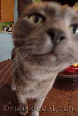 Photobomb 1