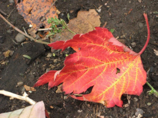 20121017-114813.jpg