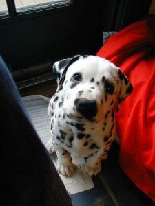 dalmation