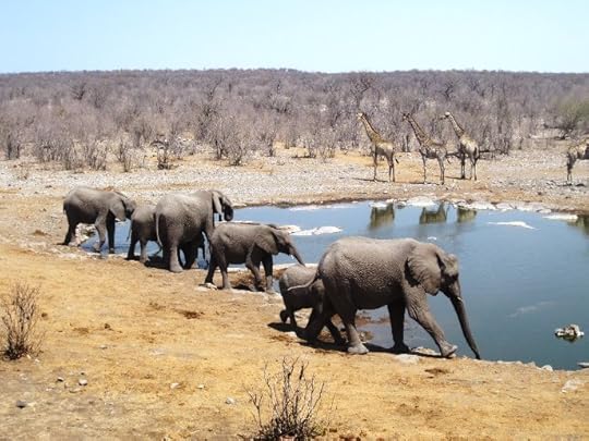 photo, image, halali water hole, etosha, namibia