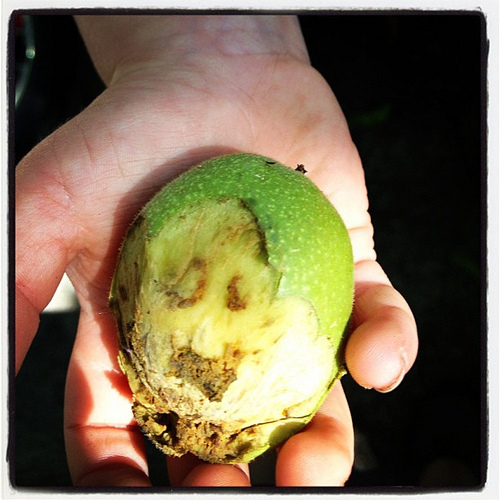 Today we found a hickory nut with a face. Made me think of you @andreascher. And it's a #happyface too!