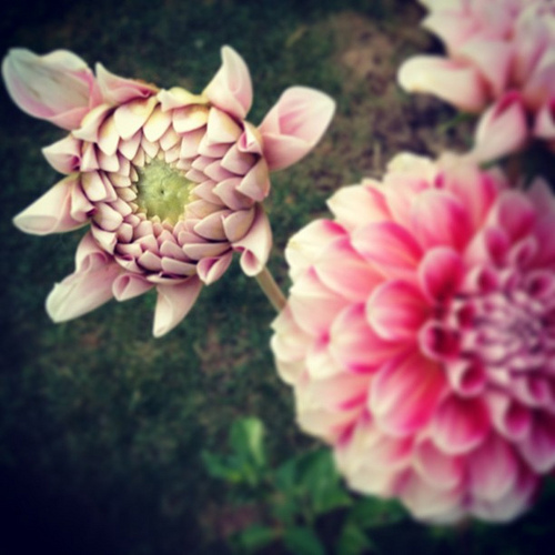 Our yard is exploding right now. Love it so, especially the #dahlias. #abouttoburst #ametaphor #bloom