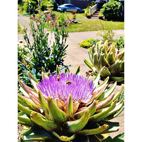 We've been waiting for this ever since we planted our artichokes. Pretty amazing, no? The bees are impressed, too;)