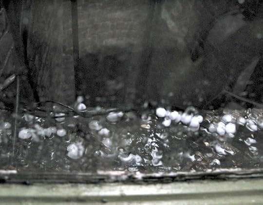 Hail in New York City