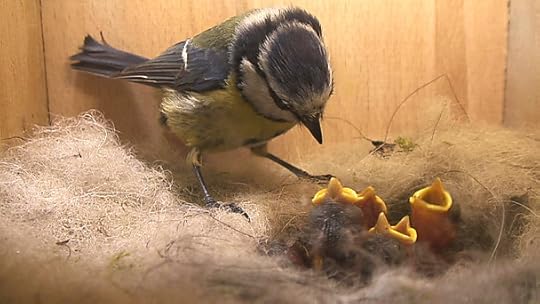 Blue Tit