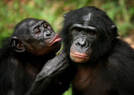 bonobos