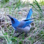 Dancing for the Sun God