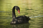 Beautiful Black Swan