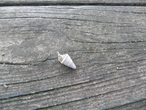 SAMSUNG DIGITAL CAMERA