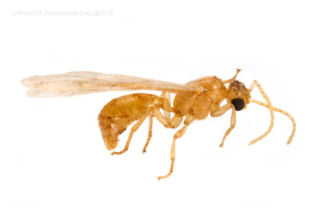 A winged, reproductive male of Melissotarsus. These are the only members of the colony capable of walking on flat surfaces.