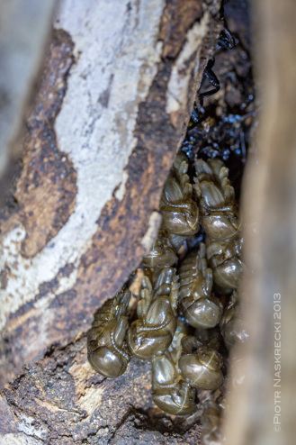 A cluster of pupae in a tree cavity. [Canon 6D, Canon 100mm macro, illuminated with a headlamp]