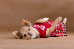 Chihuahua Puppy Wearing Red Kilt