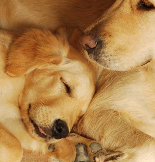 Braise and Smokey, golden retriever dogs