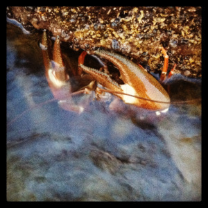 Crayfish: Big trout . . . and otter food. 