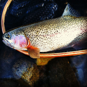 First big rainbow of the trip. 