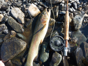 Big fish on dry flies is the height of fly fishing. 