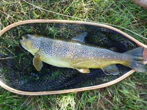 Beautiful Brown Trout taken on a CDC PMD from the Golden Run. 