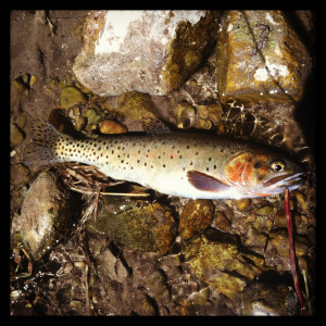 Yellowstone Cutthroat are simply beautiful. 