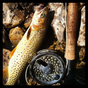 The big beautiful cutthroat from Trickle Creek. 