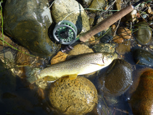 Brown trout in boulder strewn runs. 