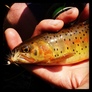 Native Colorado Greenback 