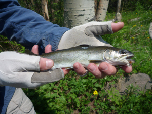 Weird Brook Trout with no spots or typical coloration. 