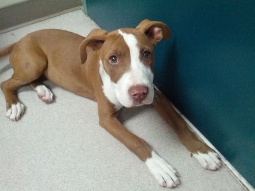 adorable puppy