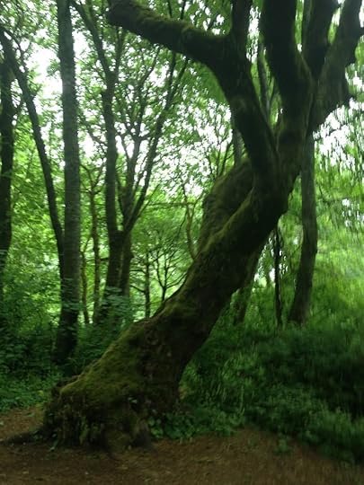 Whisper Tree