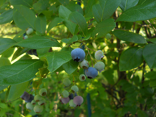 blueberries