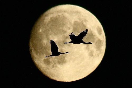 Geese moon