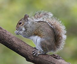 Eastern Grey Squirrel, photo by BirdPhotos.com, courtesy of Wikimedia Commons