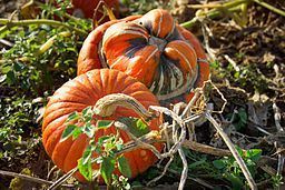 Photo by Nicole Gordine, courtesy of Wikimedia Commons