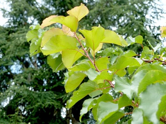 New growth last summer on the apricot, showing health and vigor despite the blight