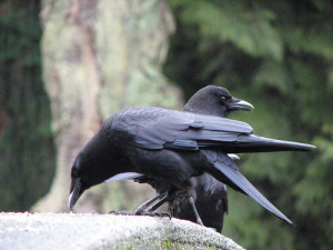 Two crows perch in a tree