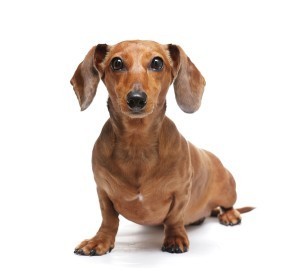 Bing the clowning dachshund adds fun to Going Native, a romance by Sally Felt