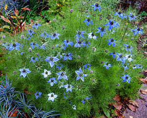 Love-in-a-mist, devil in the bush Español: Ara...