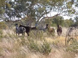Brumbies In The Bush