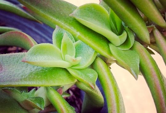 Crassula Trio by Rosa Say