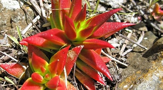 Crassula Red by Rosa Say