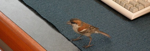 iago sparrow male on bridge of Plancius (Kees Moeliker)