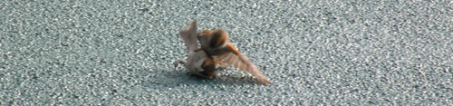 two male iago sparrow fighting on deck Plancius (Kees Moeliker)