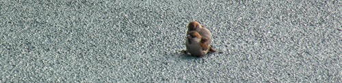 two male iago sparrows in copula on deck Plancius (Kees Moeliker)