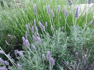Spanish Lavender
