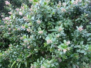 Pink flower giant shrub.