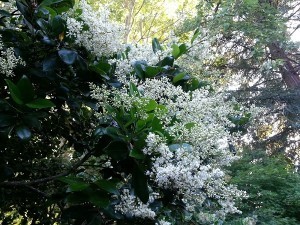 White flower giant shrub-tree