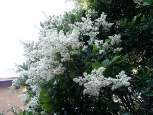 Another white flower giant shrub tree