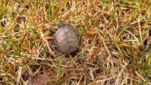 Baby Turtle