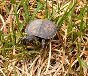 Baby Turtle Close-up