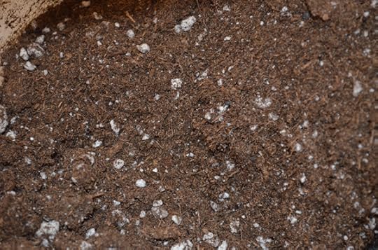 seed-starting-soil