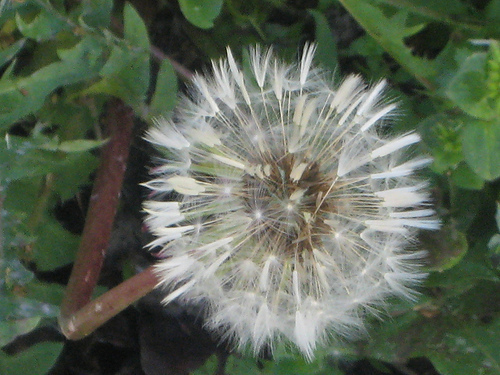 dandelion